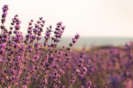 Relax & Unwind with Aromatherapy